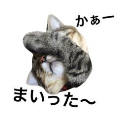 [LINEスタンプ] 愛猫 ＆ 愛犬 仲良しスタンプ♡