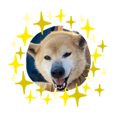 [LINEスタンプ] ワンワン❤️