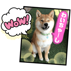 [LINEスタンプ] 可愛い柴犬の赤豆＆黒豆 使える熊本弁ver.