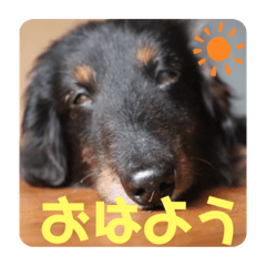 [LINEスタンプ] くぅのあいさつスタンプ