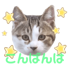 [LINEスタンプ] れんこちゃんと庭猫たち