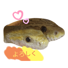 [LINEスタンプ] キャロちゃんと仲間達