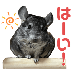 [LINEスタンプ] チンチラのおはぎくん2