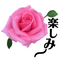 [LINEスタンプ] yasuおばさんの薔薇言葉 R3-3