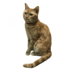 [LINEスタンプ] 猫のこたろうです！