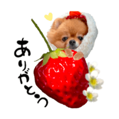 [LINEスタンプ] ゆる筆♡ペット フルーツMIX マッキー君