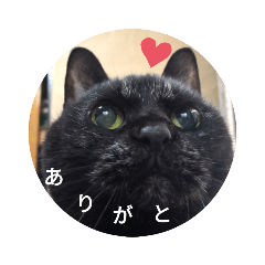 [LINEスタンプ] 家もんすたんぷgicoazickatze ぎこあぢく