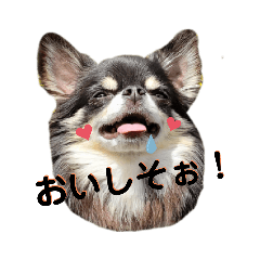 [LINEスタンプ] プリティーチワワのカイちん2