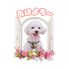 [LINEスタンプ] マルプーエマちゃんの日常スタンプ♡