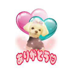 [LINEスタンプ] チワマルプリンちゃんの日常スタンプ♡