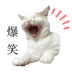 [LINEスタンプ] ニャンズの生活②