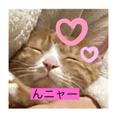 [LINEスタンプ] 10匹のニャンちゃん