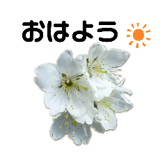 [LINEスタンプ] 写真を使って（32）