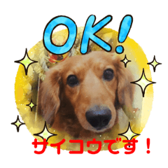 [LINEスタンプ] 我が家のダックス君