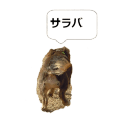 [LINEスタンプ] プライベート犬