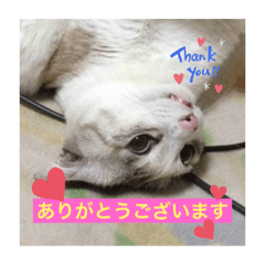 [LINEスタンプ] 10匹の猫シリーズ1