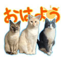 [LINEスタンプ] だいふく・みるく・むく