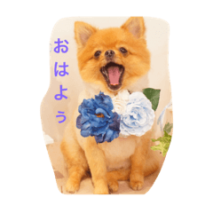 [LINEスタンプ] ポメラニアン わさびチャン