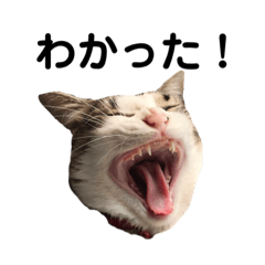 [LINEスタンプ] 世界一可愛いねこめいちゃん