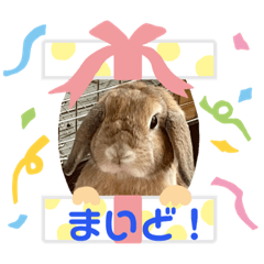 [LINEスタンプ] うさぎのしんしん 大阪弁スタンプ