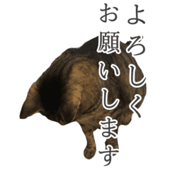 [LINEスタンプ] 猫と犬の動く写真スタンプの画像（メイン）