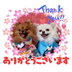 [LINEスタンプ] レオ、リリー ポメラニアン
