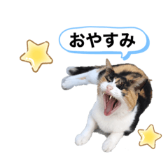 [LINEスタンプ] ♡かわいい家族たち♡