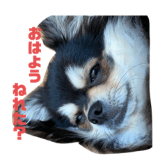 [LINEスタンプ] ツネのあいさつ