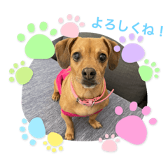 [LINEスタンプ] 愛犬ピノちゃん2