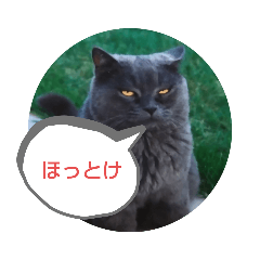 [LINEスタンプ] 猫の一言フレーズ