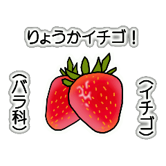 [LINEスタンプ] 野菜ですが何科？④