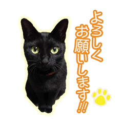 [LINEスタンプ] 黒猫かぐら