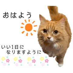 [LINEスタンプ] 毎日使えるうちの子スタンプ(猫・文鳥)