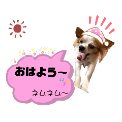 [LINEスタンプ] チワワのほのぼのクーピーの挨拶編