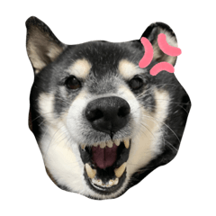 [LINEスタンプ] 黒柴仁