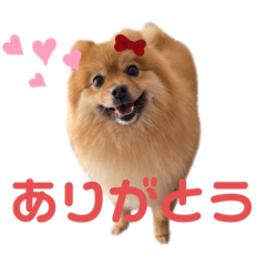[LINEスタンプ] こはなひめスタンプ