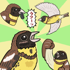 [LINEスタンプ] 絶滅寸前！がんばれ「シマアオジ」スタンプ