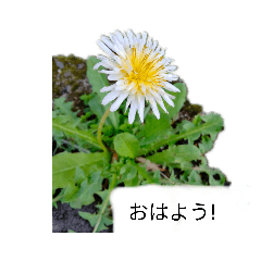 [LINEスタンプ] お花のスタンプ❤️