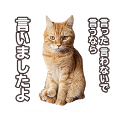 [LINEスタンプ] 茶トラ兄弟「オイボイ」2