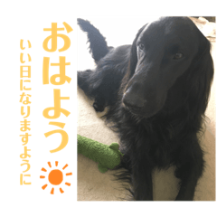 [LINEスタンプ] 毎日使える！らえるスタンプ♡(犬)