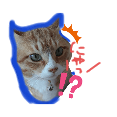 [LINEスタンプ] 茶トラとらきち