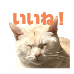[LINEスタンプ] ごまぞースタンプスペシャル