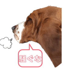 [LINEスタンプ] 上から目線のアランスタンプ