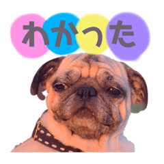 [LINEスタンプ] パグのニコちゃん