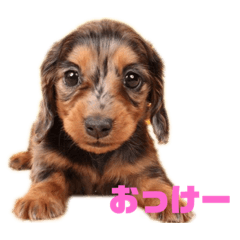 [LINEスタンプ] 愛犬ココちゃんのスタンプ①