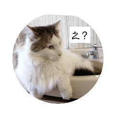 [LINEスタンプ] 猫ですよろしく