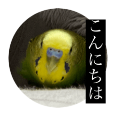 [LINEスタンプ] セキセイインコスタンプ（24個）