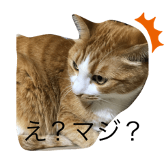 [LINEスタンプ] とある猫の雑編集スタンプ