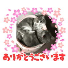 [LINEスタンプ] りんみか4