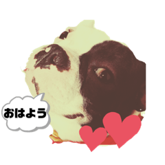 [LINEスタンプ] ★フレンチブルドッグ ★andy＆tomoe